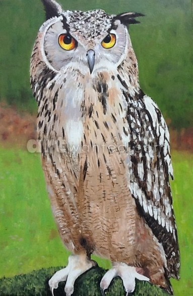 owl