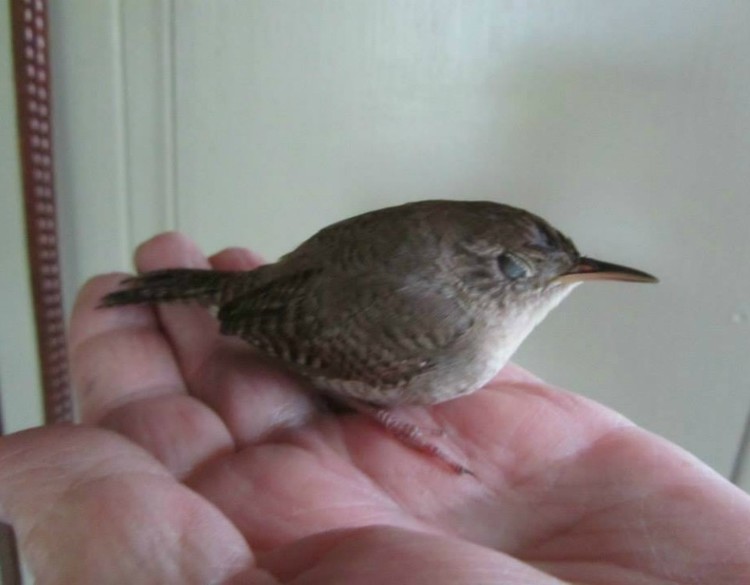 Our little friend