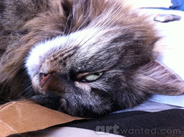 Teddy the Female Tabby