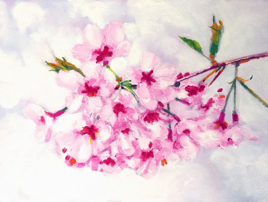 cherry blossoms