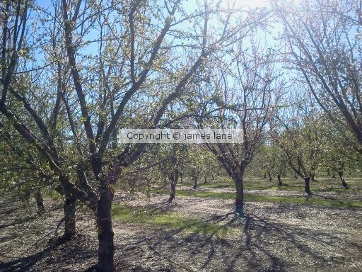 Early spring