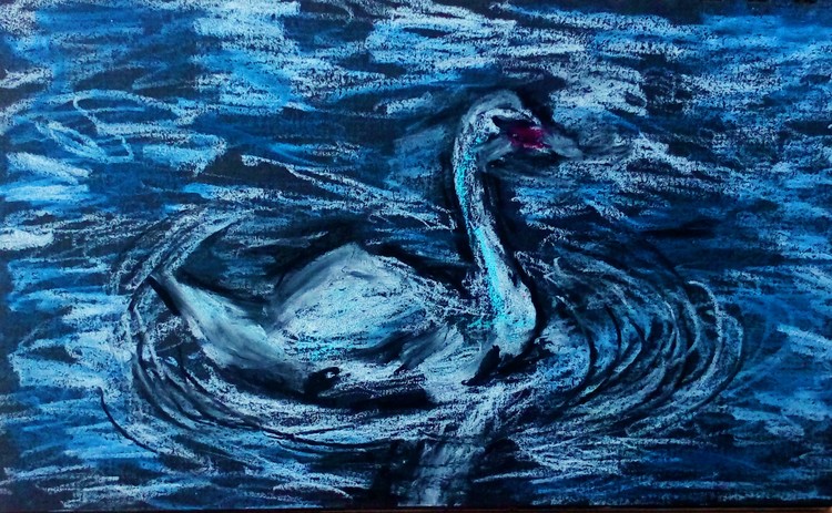 Swan in British Columbia