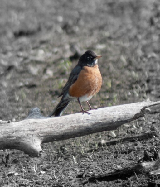 Robin