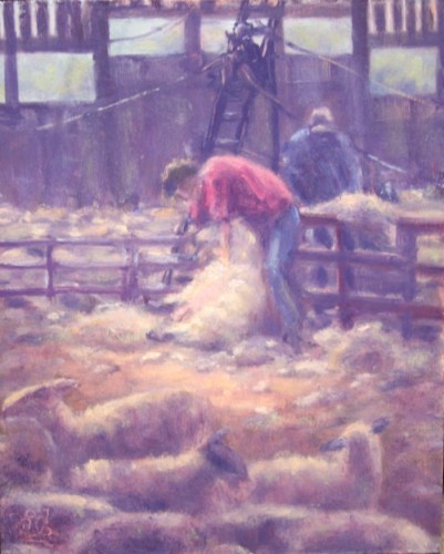 sheep shearing
