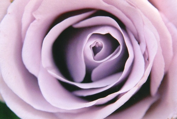 Flower Study No. 6