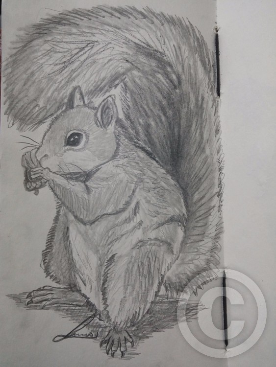 squirrel