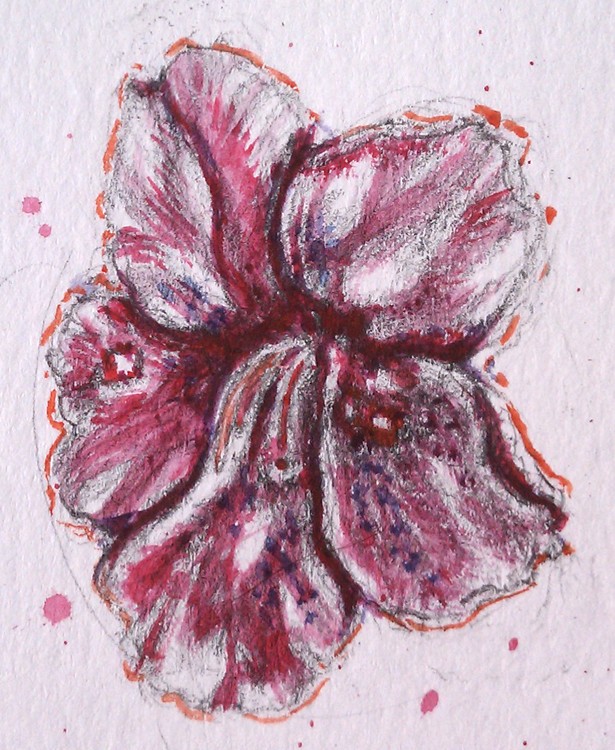 Azalea Drawing