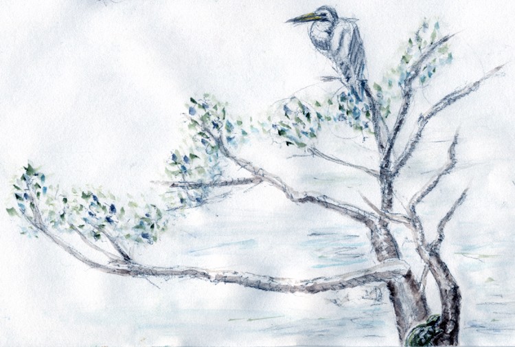 Marin Cheese Factory Watercolor