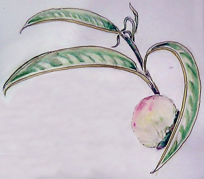 Tiny Peach Watercolor