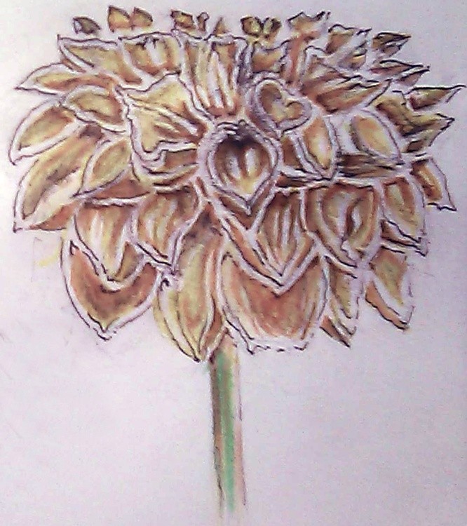 Dahlia Watercolor
