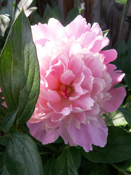 Pink Peonese