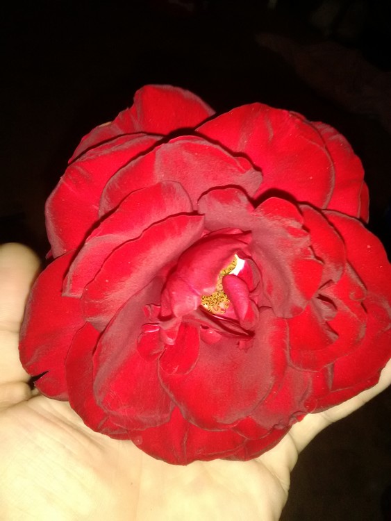 A rose that my fiance picked for me