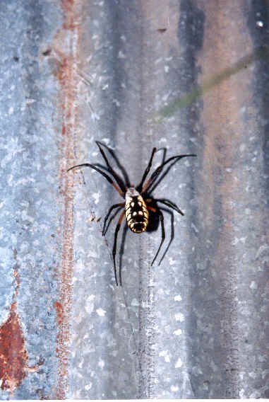 Spider