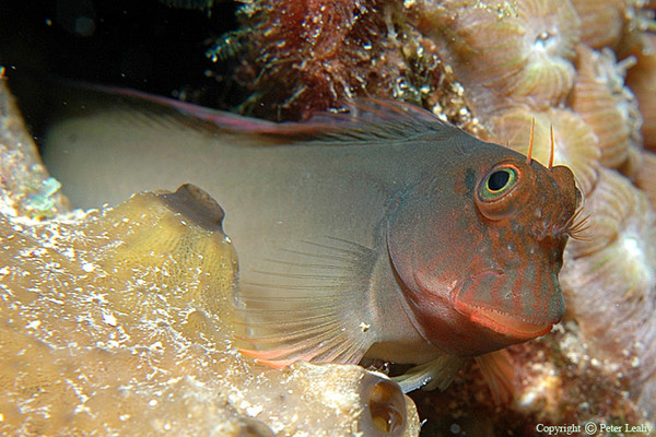 Redlip Blenny