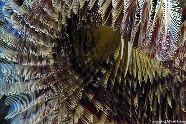 Feather Duster