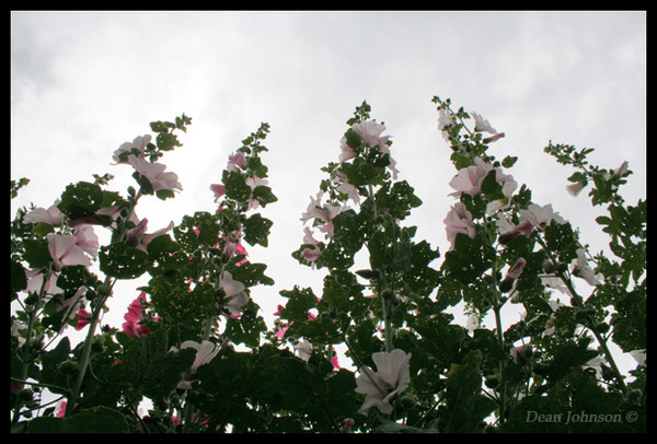 hollyhock forest