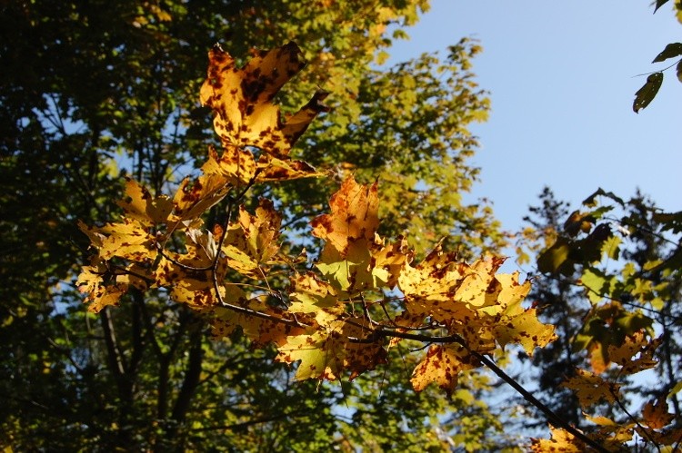 Leaves