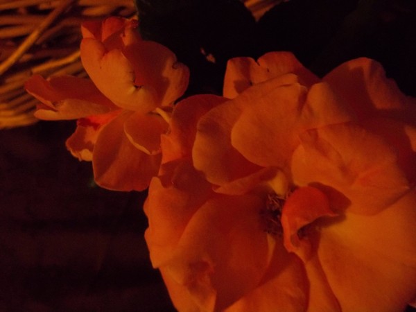 Petals 2