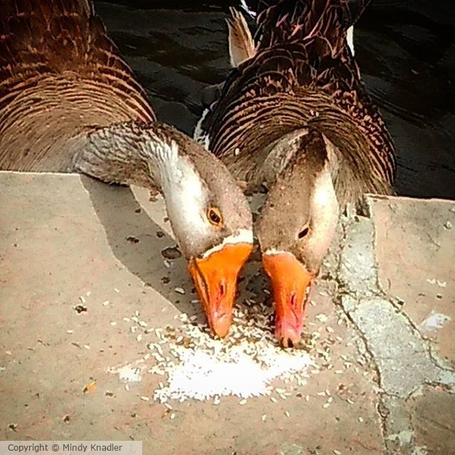 ducks