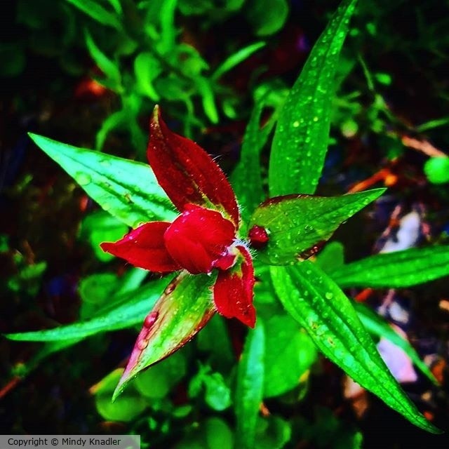 wilderness flower