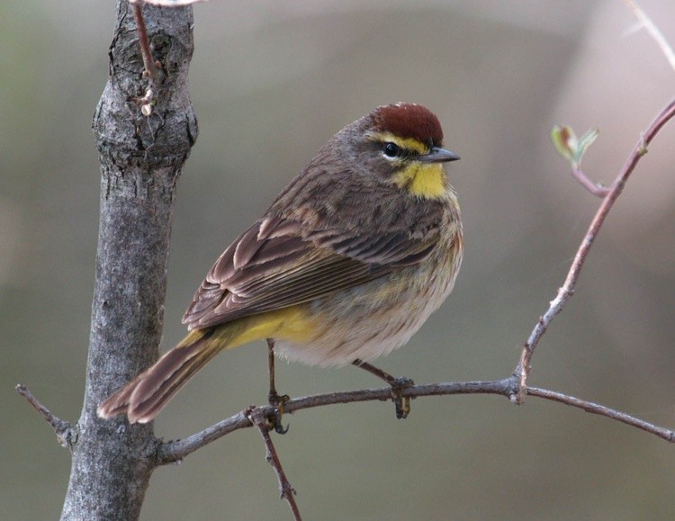 Palm Warbler 2