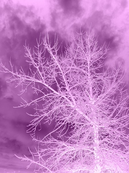 Purple Haze