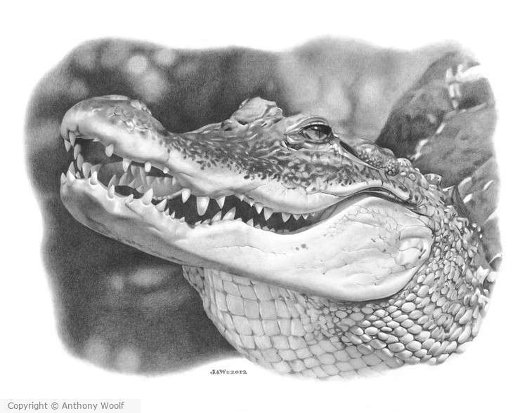 Alligator
