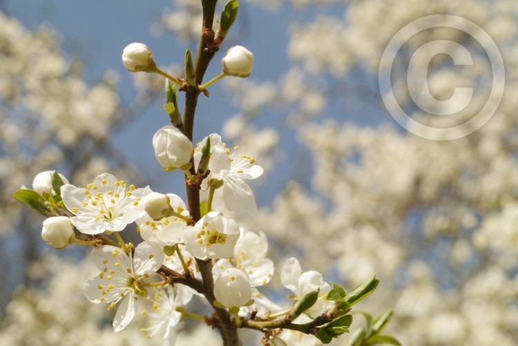 spring flower