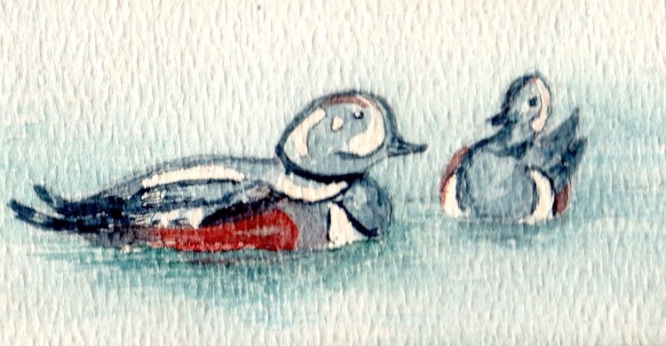 ducks