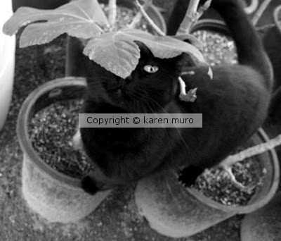 KAREN MURO BLACK CAT