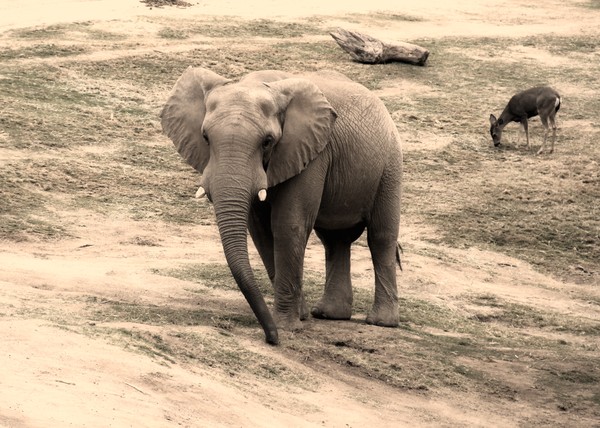 KAREN MURO ELEPHANT