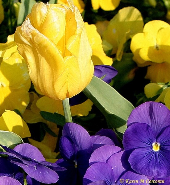 Yellow n Purple