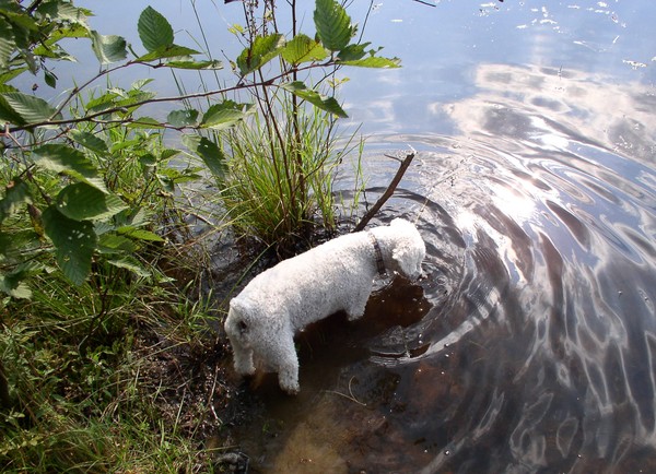 Frog Hunter