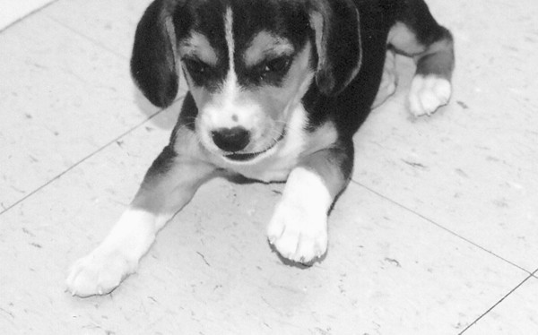 Beagle Pup