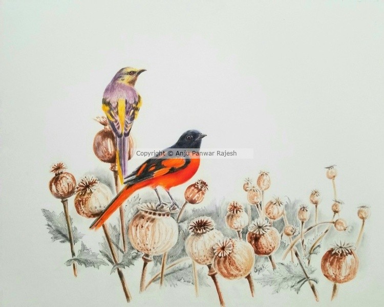 Scarlet minivet pair