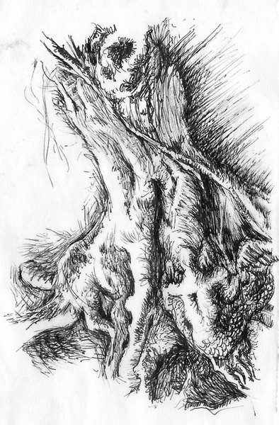 roots