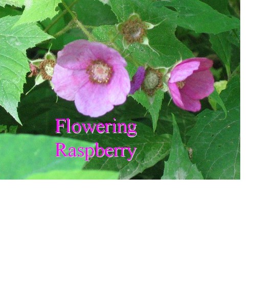 raspberry