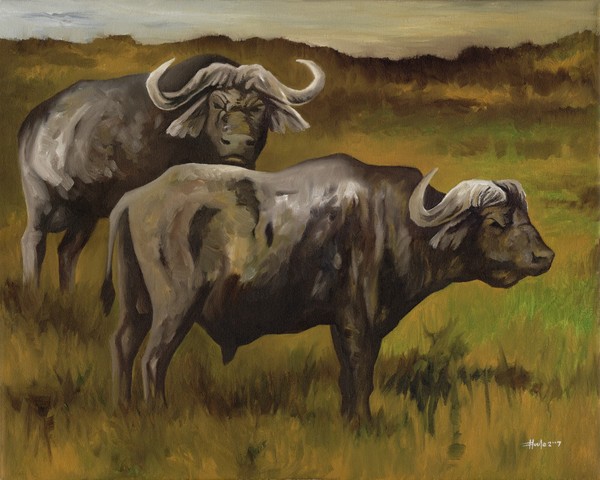 Old Bulls - Cape Buffalo