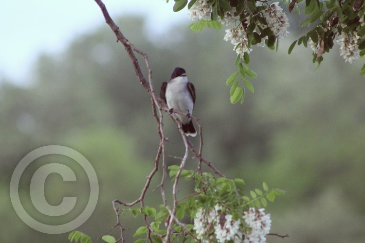 Eastern Kingbird 