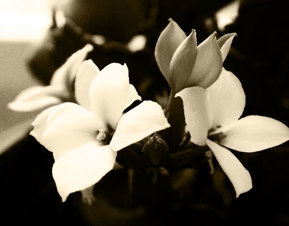 White beauty