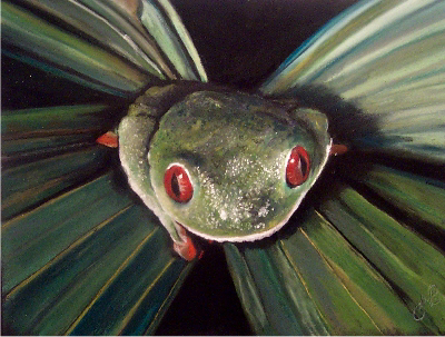 Green Tree frog 