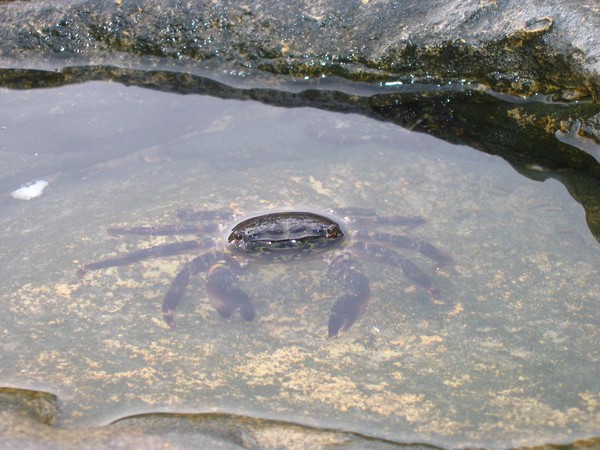 Shore crab (crocodile pose)