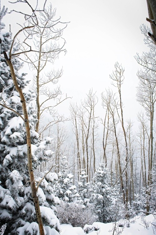 Silent Snowfall in the Rockies