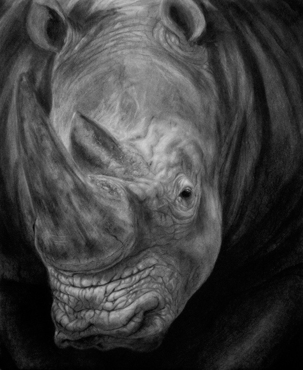 Rhino #2