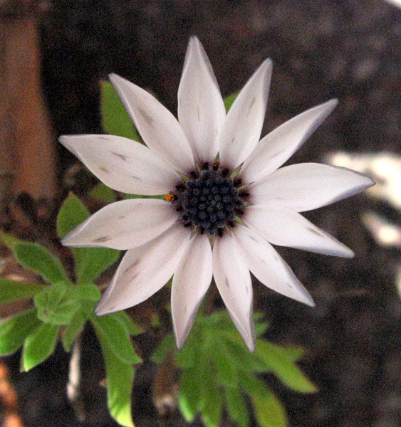 Star Flower