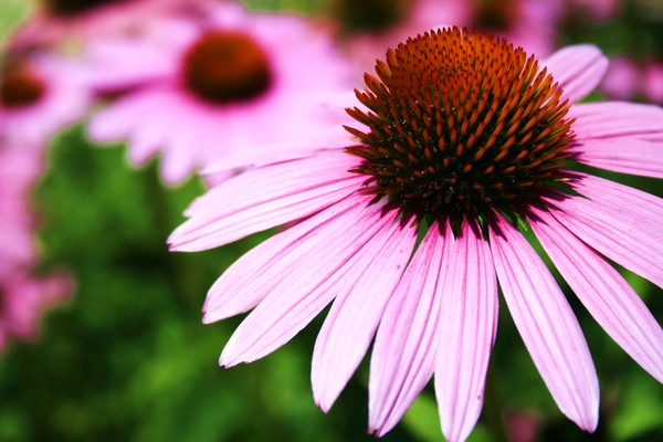 Globe Flower