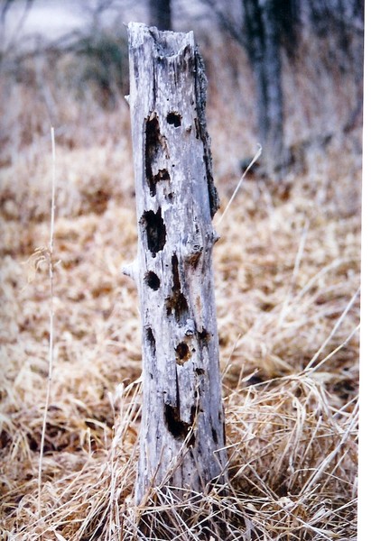 Hole-y Tree