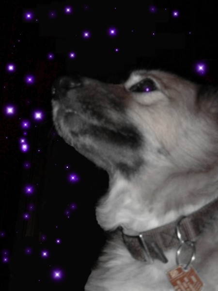 Stars