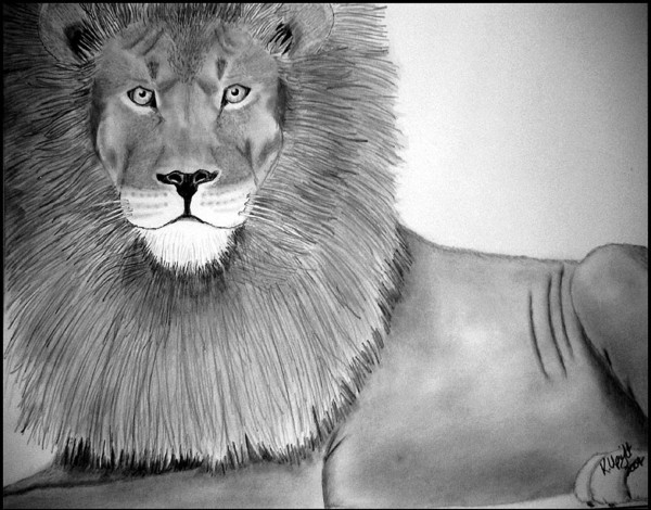 big kitty