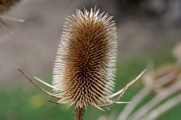 Fuller's Teasel
